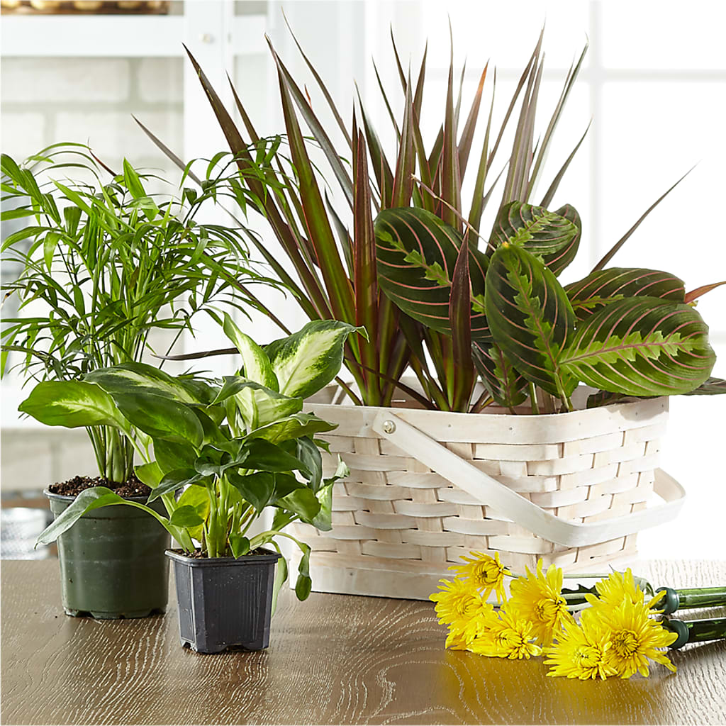Florist Designed Blooming and Green Plants in a Basket – Royal Flower Shop, Toms River NJ