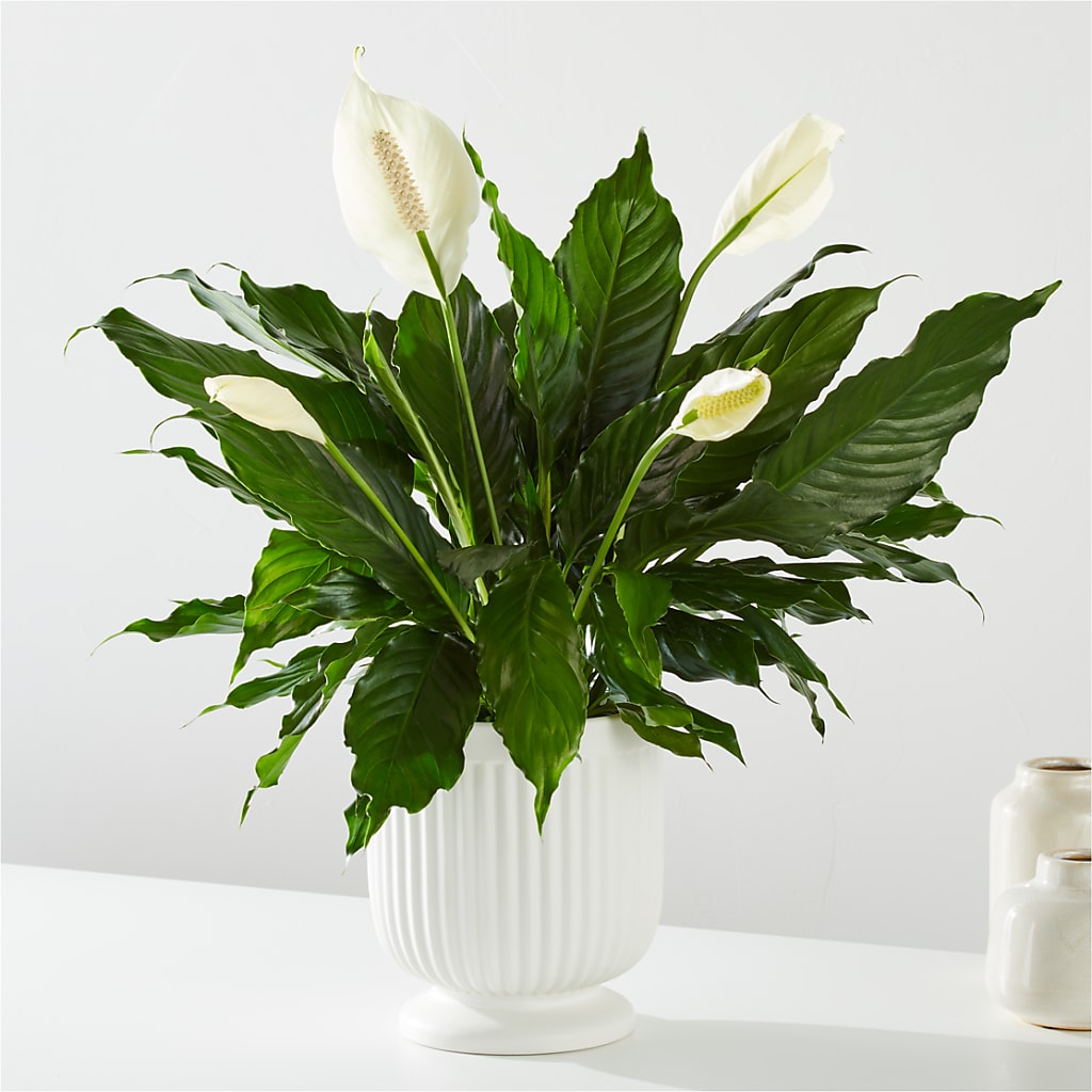 Comfort Planter – Royal Flower Shop, Toms River NJ