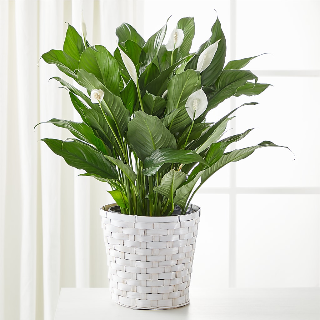 A New Leaf Peace Lily – Royal Flower Shop, Toms River NJ