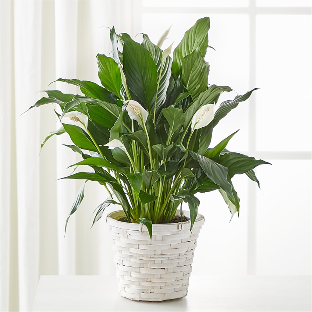 A New Leaf Peace Lily – Royal Flower Shop, Toms River NJ