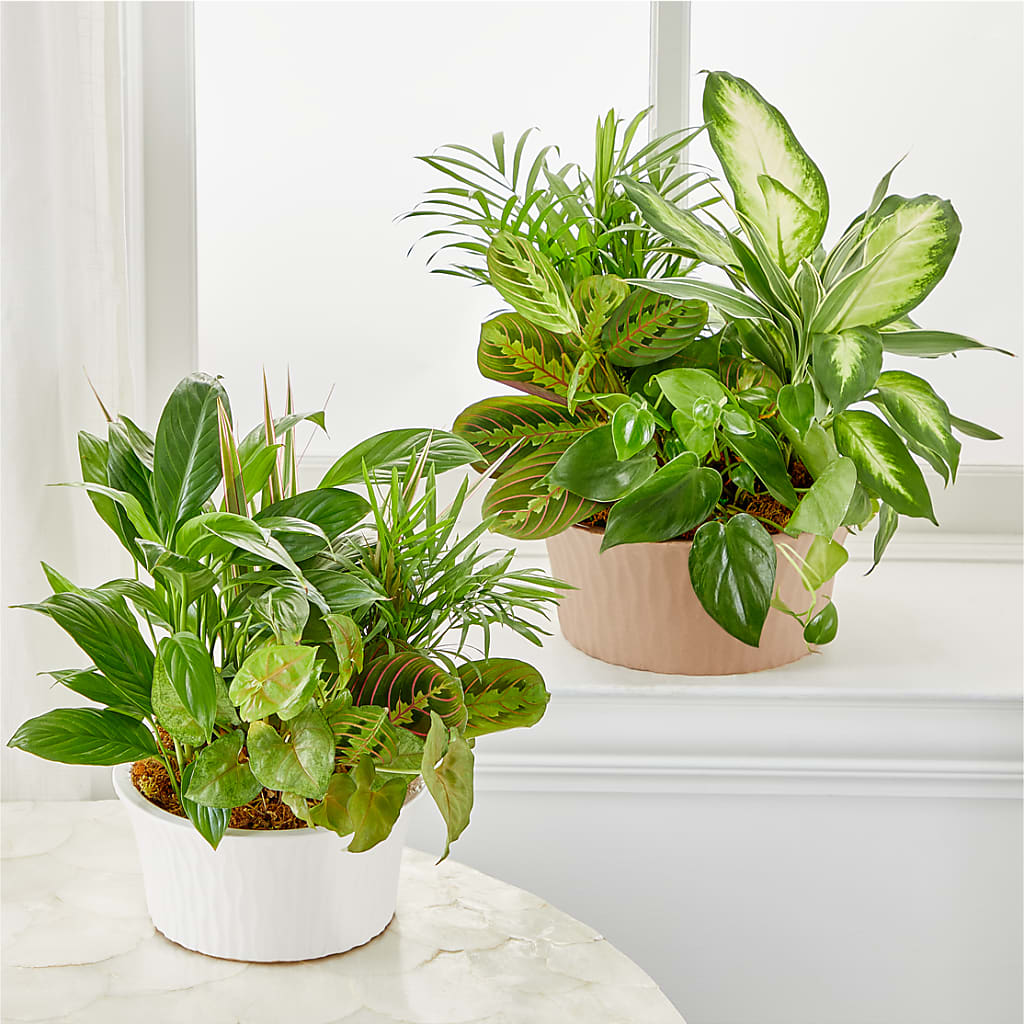 Balance & Harmony Dishgarden – Royal Flower Shop, Toms River NJ