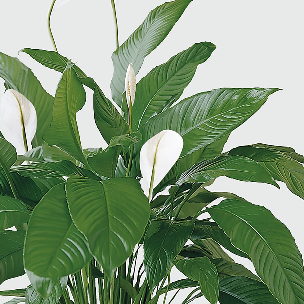 Tranquil Moments Peace Lily Plant –  Royal Flower Shop, Toms River NJ