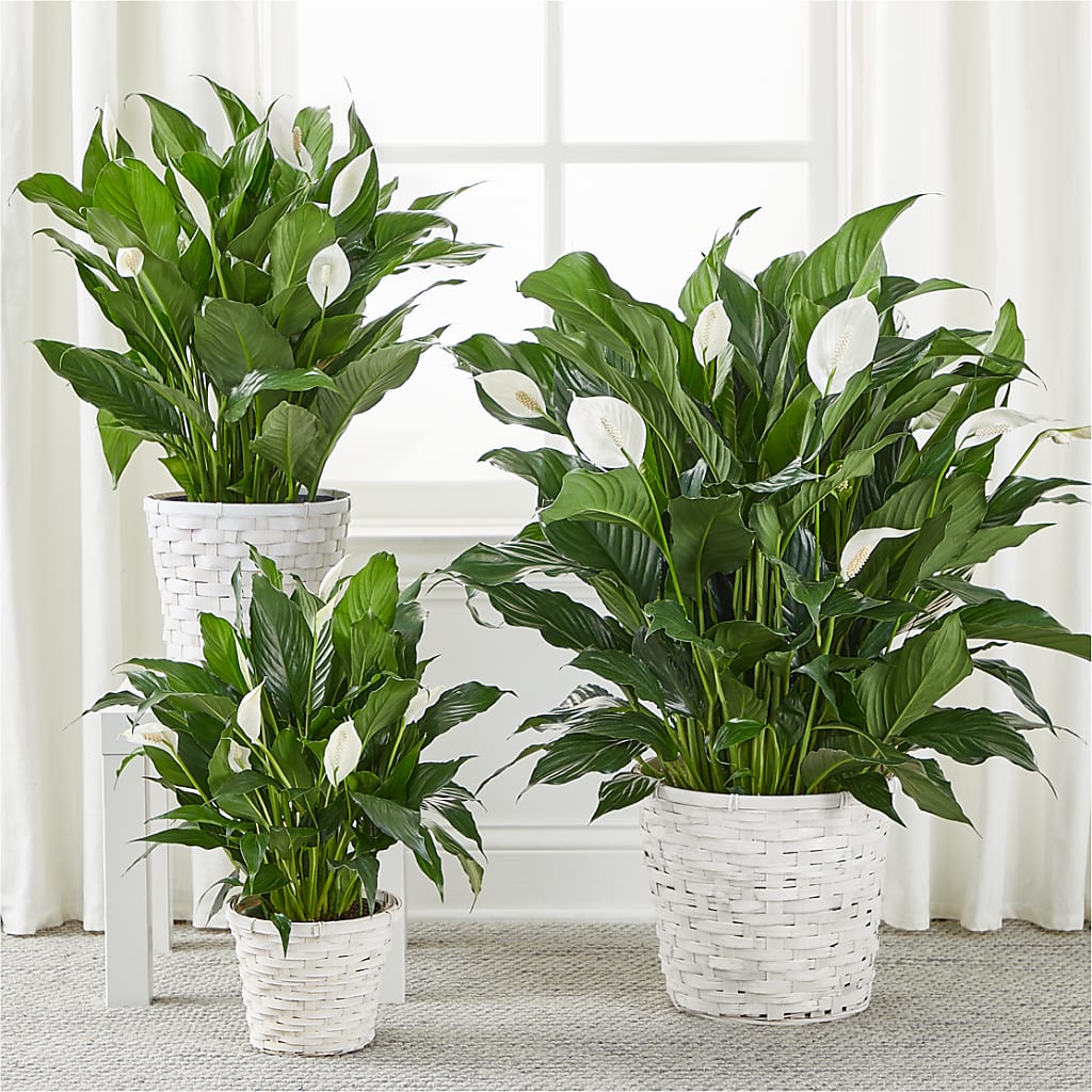 A New Leaf Peace Lily –  Royal Flower Shop, Toms River NJ