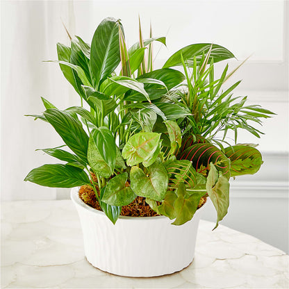 Balance & Harmony Dishgarden –  Royal Flower Shop, Toms River NJ