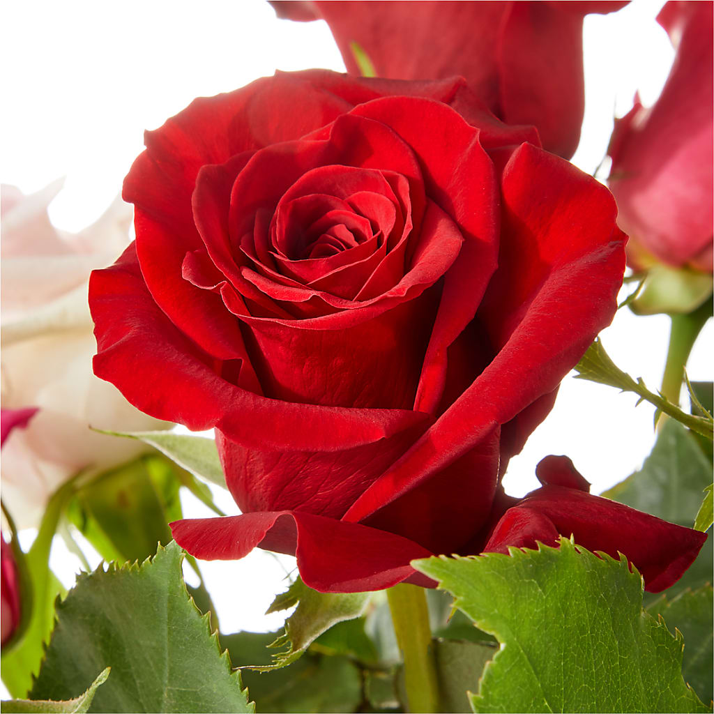Love Notes Rose Bouquet –  Royal Flower Shop, Toms River NJ